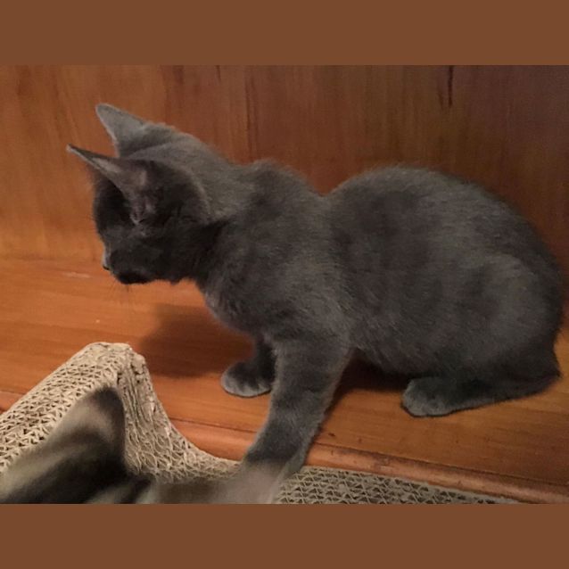 Photo of Dove **2nd Chance Cat Rescue**