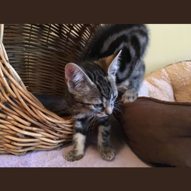 Photo of Duckie **2nd Chance Cat Rescue**
