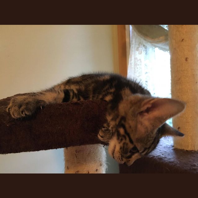 Photo of Goosie **2nd Chance Cat Rescue**