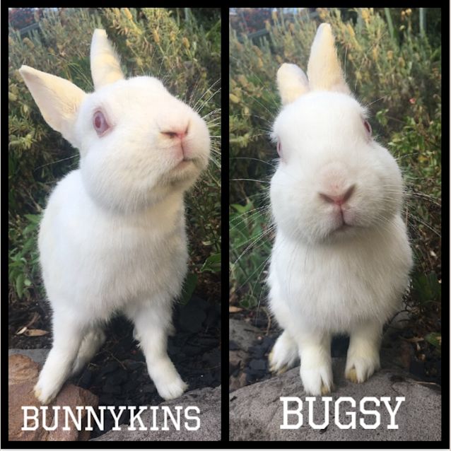 Photo of Bugsy & Bunnykins 