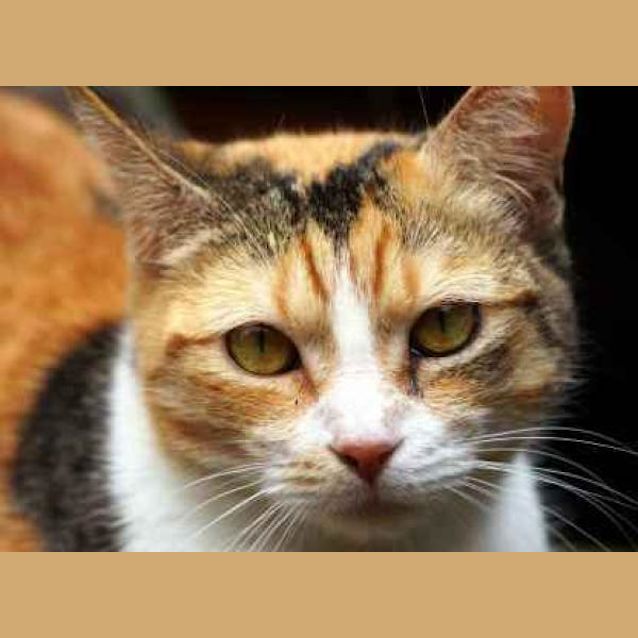 Photo of Mischa