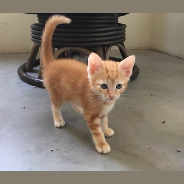 Photo of Tayberry (Ca V17 183)