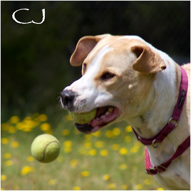 Photo of C.J