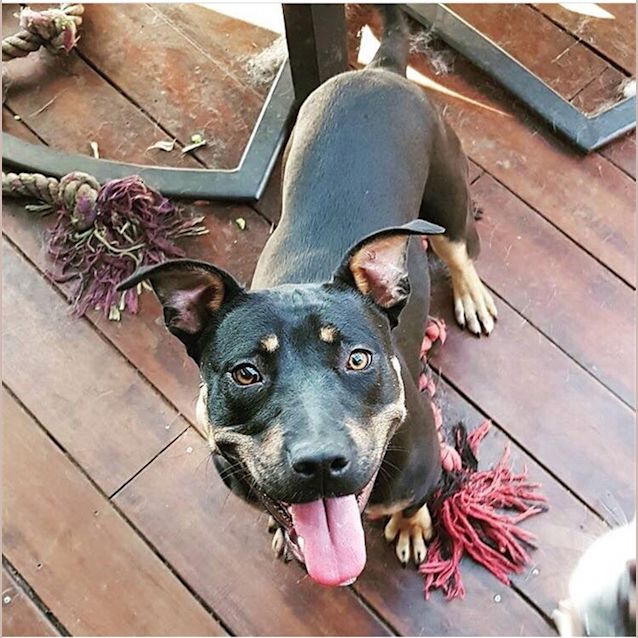Photo of Josie