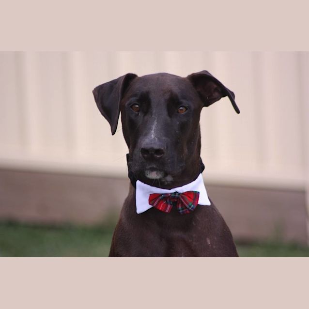 Photo of Booker