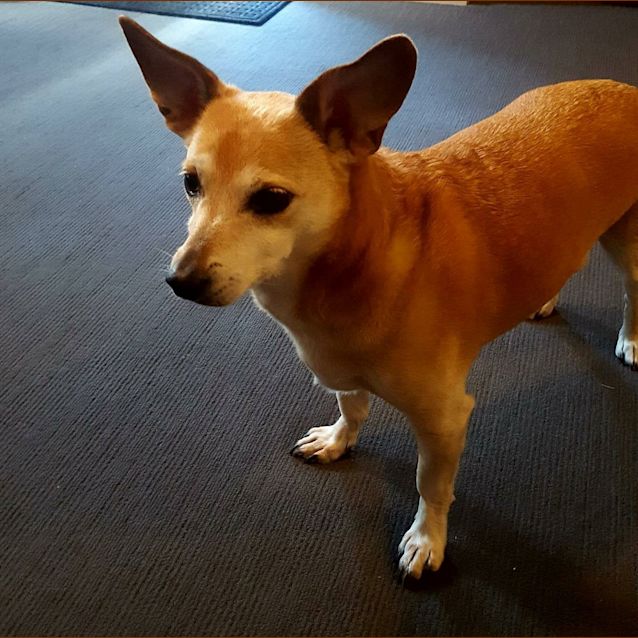 Photo of Ernie **Adopted**