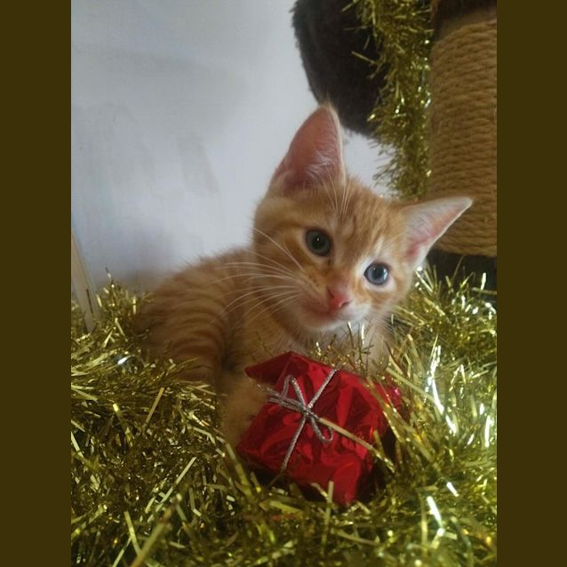 Photo of Oliver 