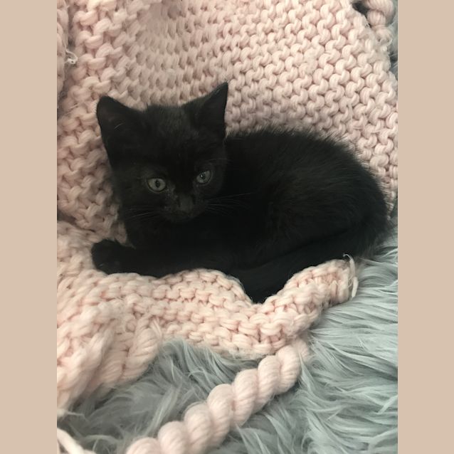 Photo of Midnight