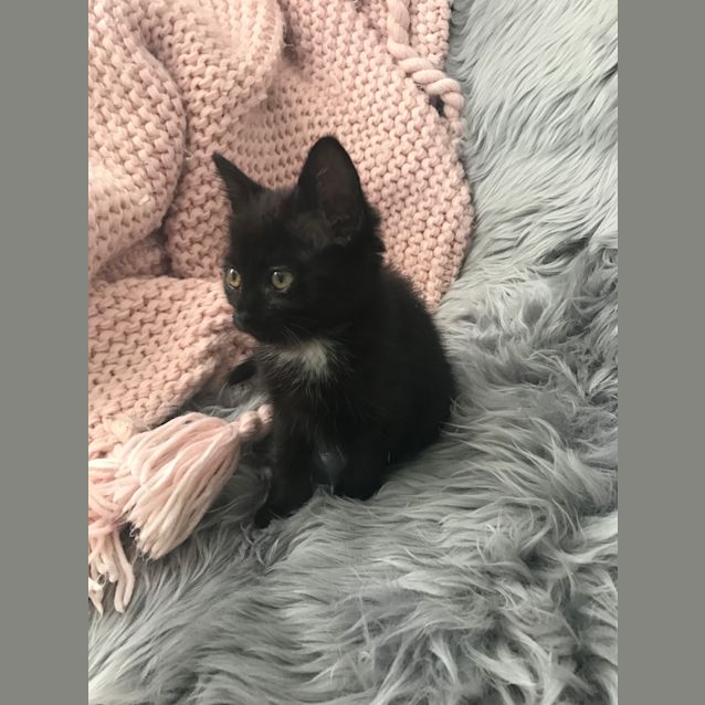 Photo of Star