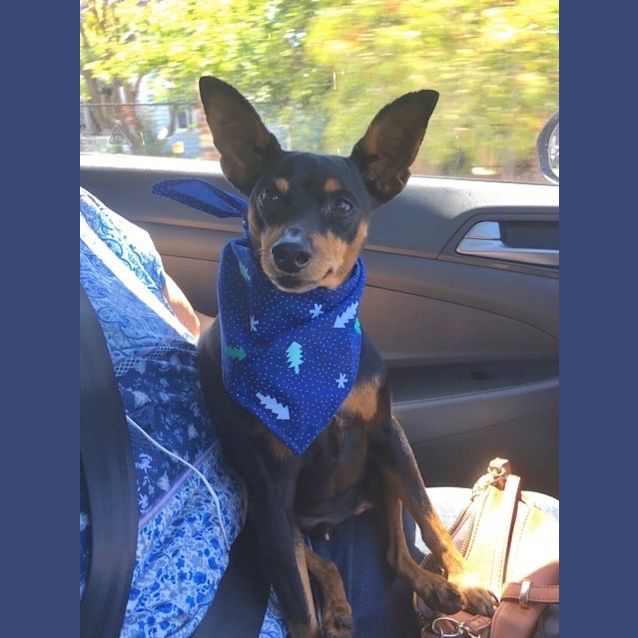 Photo of Pip Md0013