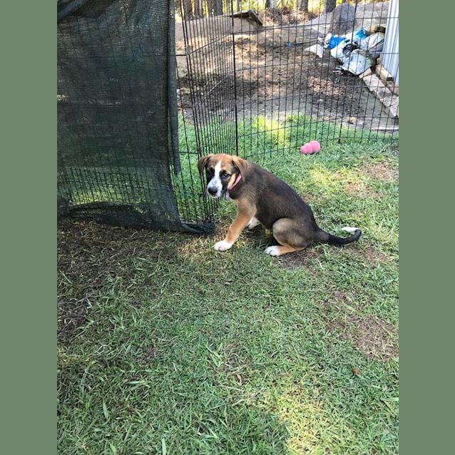 Photo of Tilly *Adoption Pending*