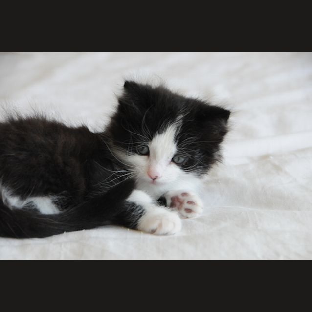 Photo of Aramis The Itty Bitty Tuxedo Kitten