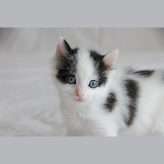 Photo of Athos The Plump Spotty Kitten