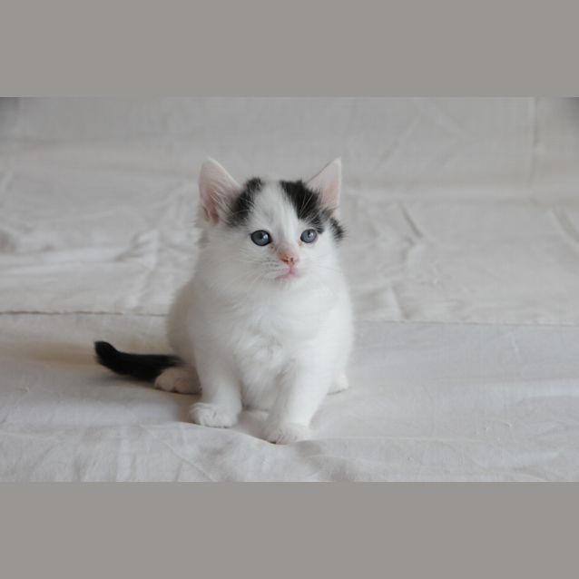 Photo of Porthos The Itty Bitty Fluffy Kitten