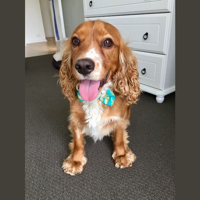 Photo of Harvey