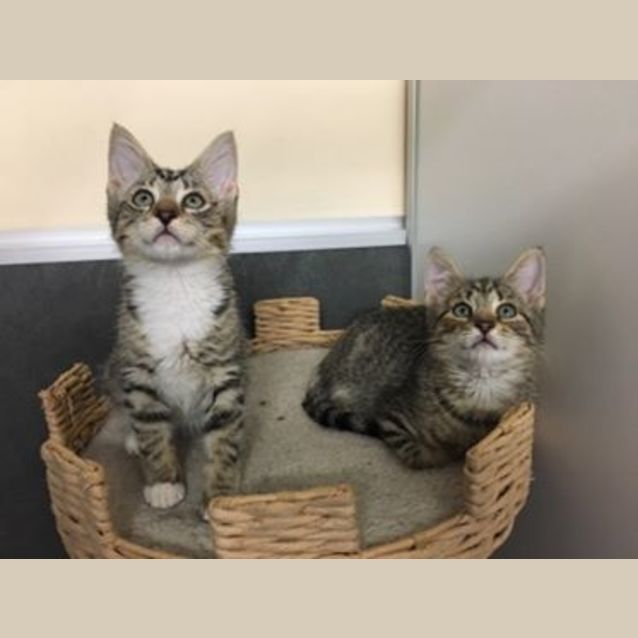 Photo of Ivory And Angelo