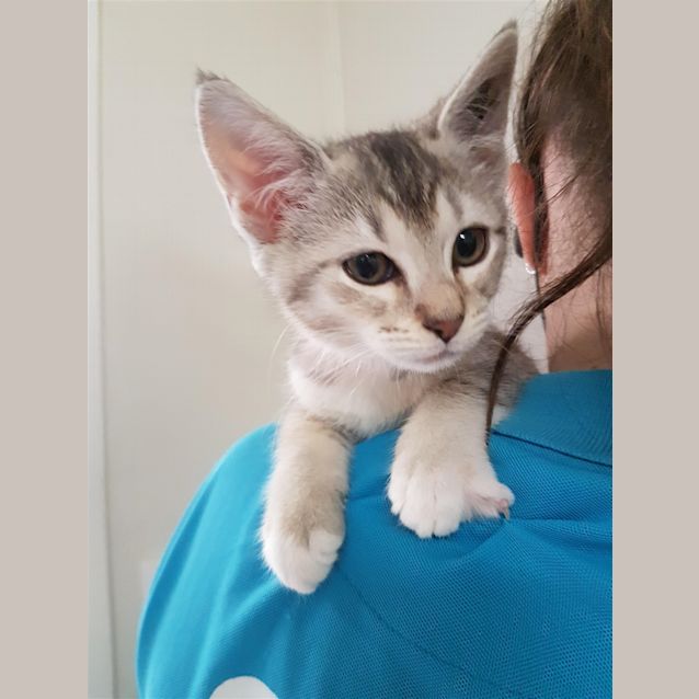 Photo of Nova