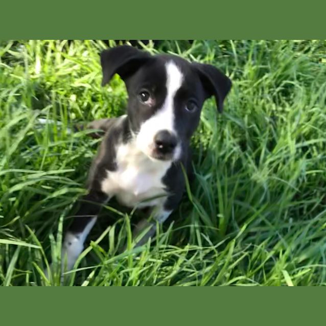 Photo of Fern