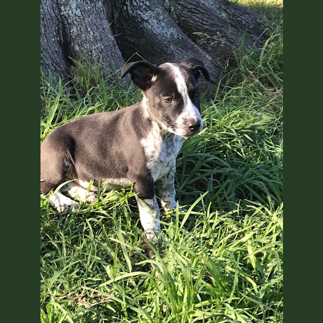 Photo of Maverick
