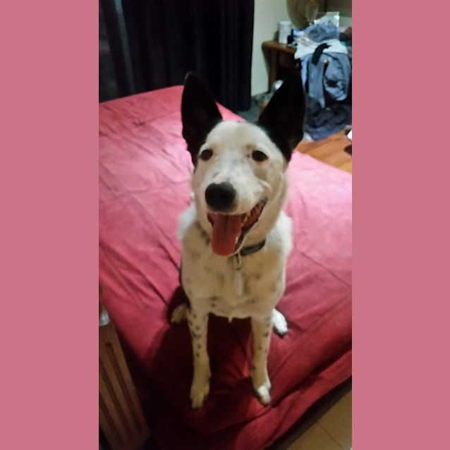 Photo of Buddie