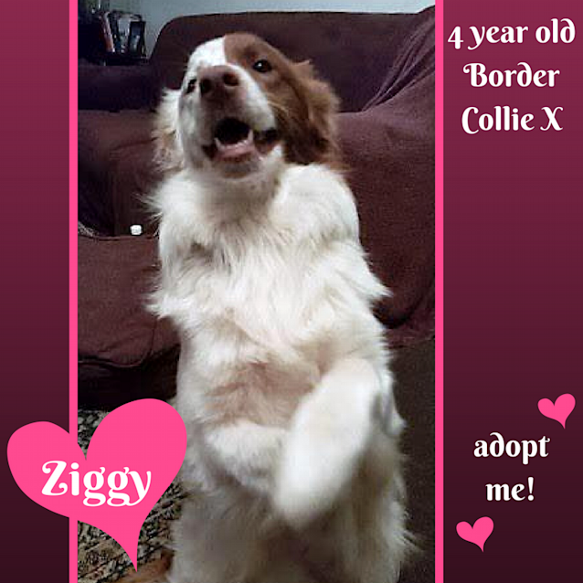 Photo of Ziggy ~ Border Collie X (On Trial 6/1/2018)