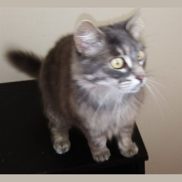Photo of Georgie Girl E1456