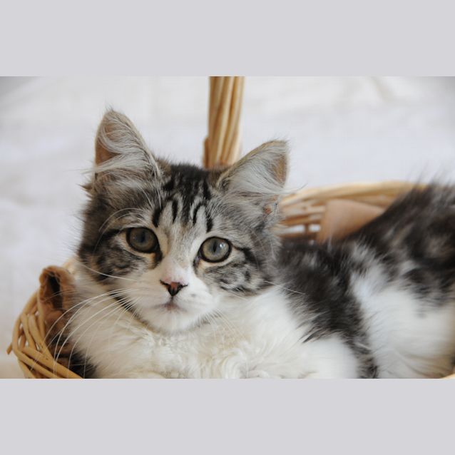 Photo of Greta Garbo The Gorgeous Floofy Kitten