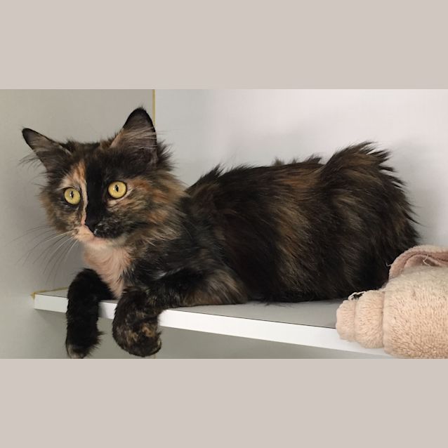 Photo of Kit Kat The Multicoloured Kitty Kat