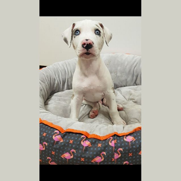 Photo of Olaf *Adoption Pending* *Special Requirements*