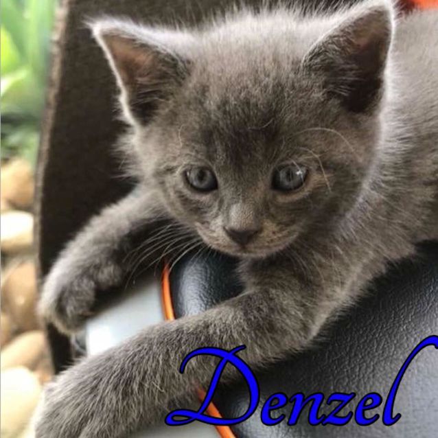 Photo of Denzel **2nd Chance Cat Rescue**