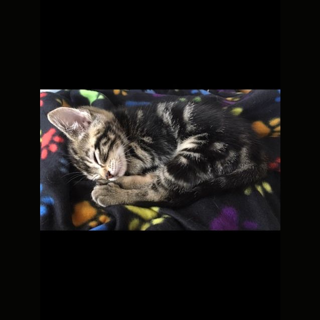 Photo of Parker **2nd Chance Cat Rescue**