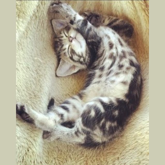 Photo of Rosie **2nd Chance Cat Rescue**