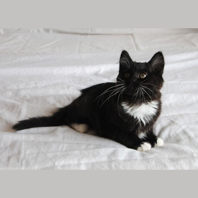 Photo of Theda Bara The Fluffy Tuxedo Kitten