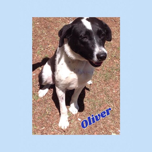 Photo of Oliver