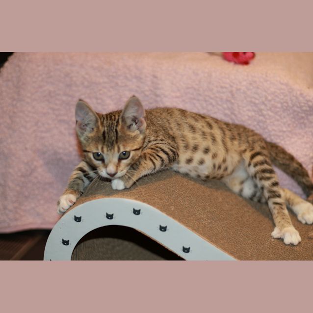 Photo of Polly 