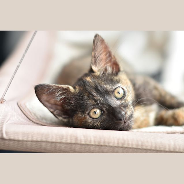 Photo of Myrtle **2nd Chance Cat Rescue**