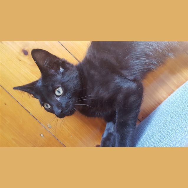 Photo of Woody