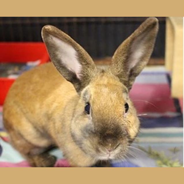 Photo of Frannie (Vib)