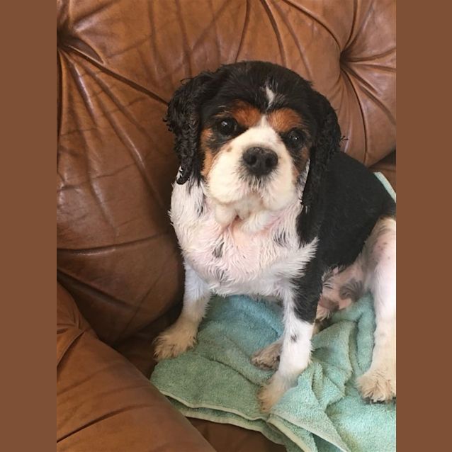 Photo of Charlie