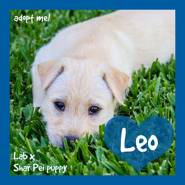 Photo of Leo ~ Lab X Shar Pei (Pending Adoption 7/1/18)