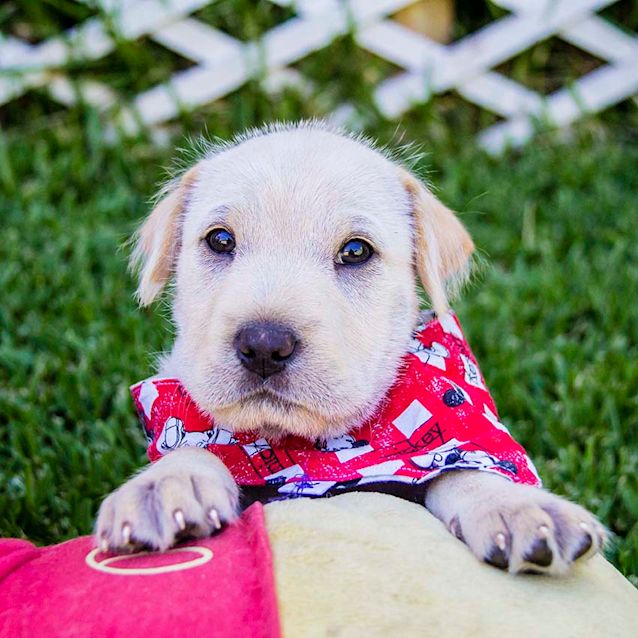 Photo of Wyatt ~ Lab X Shar Pei Pup (On Trial 27/12/17)