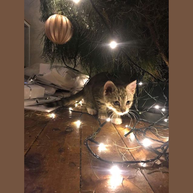 Photo of Bella
