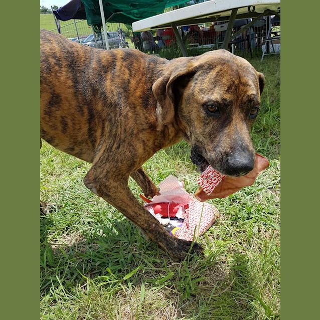 Photo of Tony (Adoption Pending)