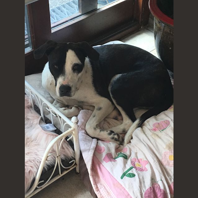 Photo of Ella (On Trial Adoption)