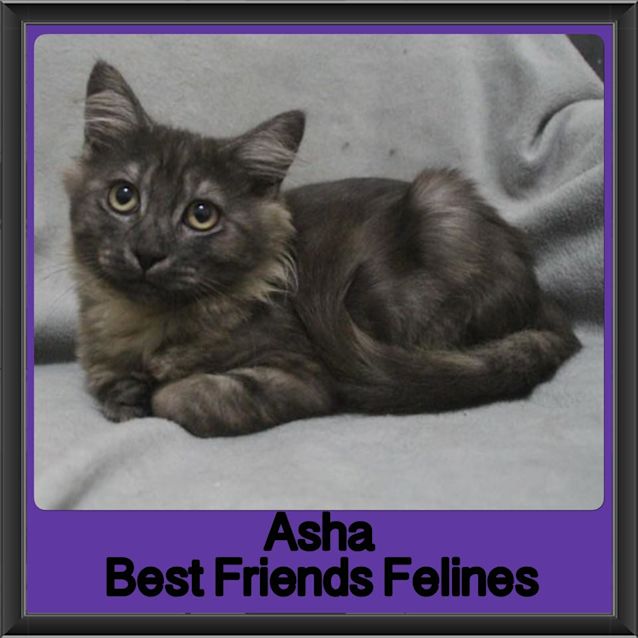 Photo of Asha