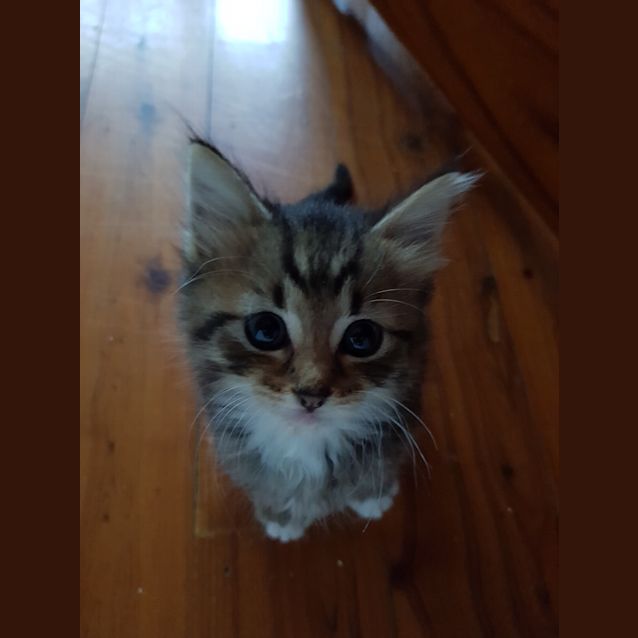 Photo of Amira