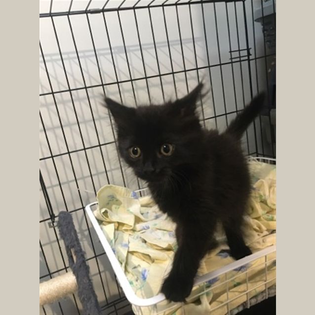 Photo of Peanut Butter (Now Slinky Malinki)