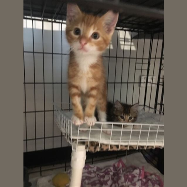 Photo of Wizard