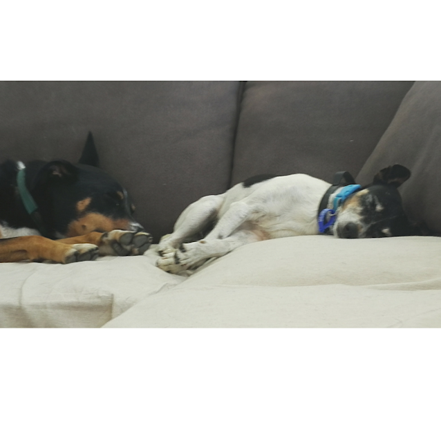 Photo of Scruffy ~ Jack Russell X (On Trial 17/12/2017)