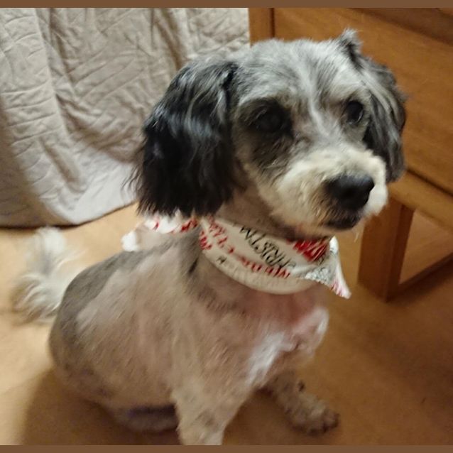 Photo of Bonnie